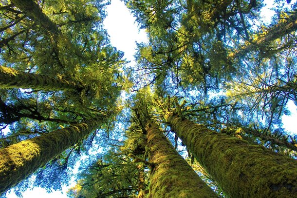 forest-trees_4709731_pixaby